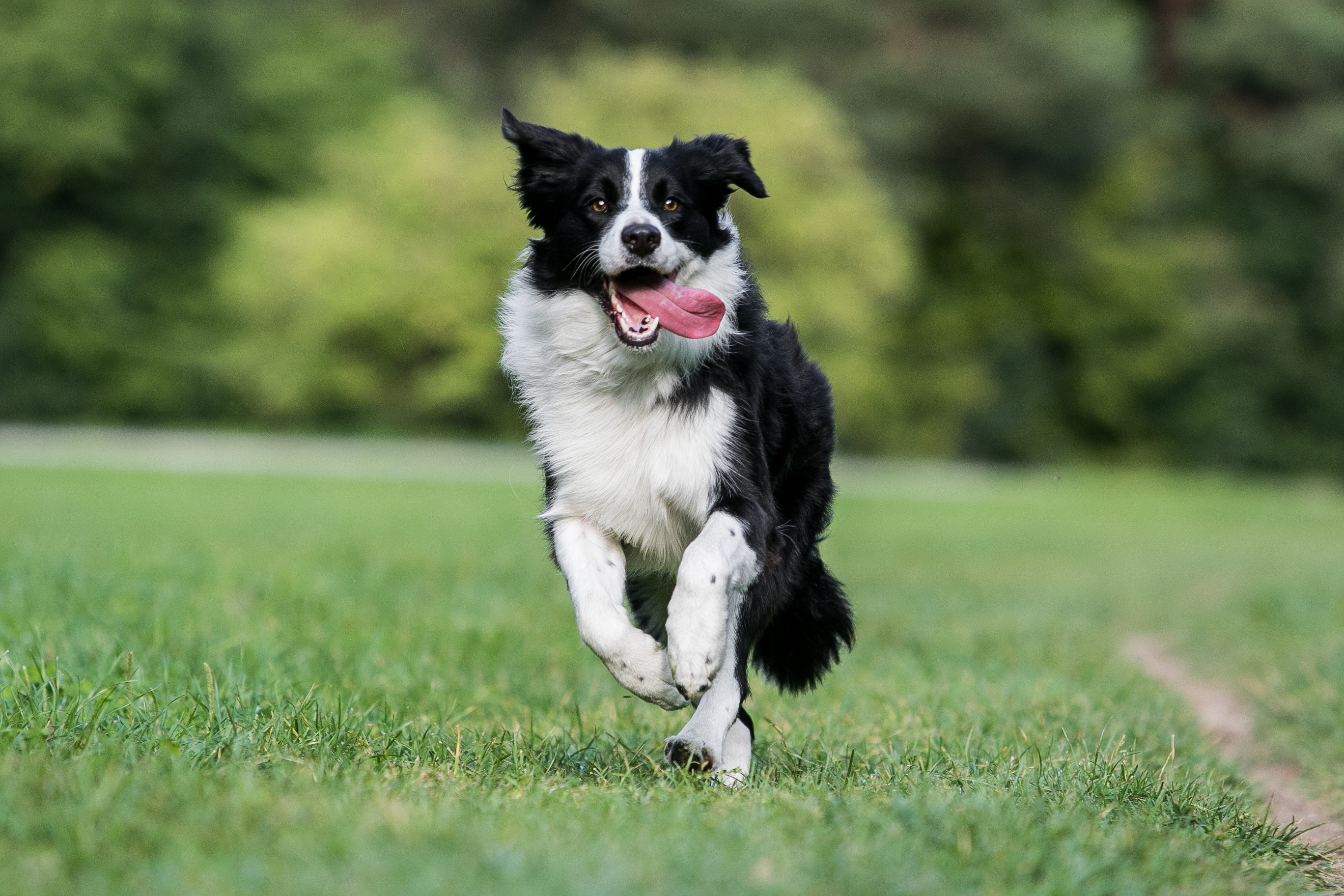 puede la artritis hacer que un perro cojee